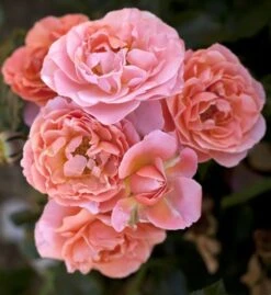 Collection Pour Un Massif Parfumé -Jardin Entretien Magasin 1135 2 1