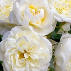 Nouvelles versions -Jardin Entretien Magasin 1137 2963 rosier lady romantica meiperette t1000