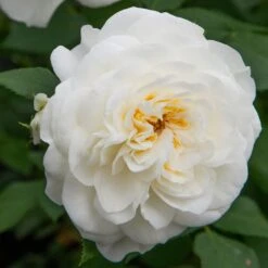 Rosier Lady ROMANTICA ® Meiperette -Jardin Entretien Magasin 1137 2963a rosier lady romantica meiperette t1000