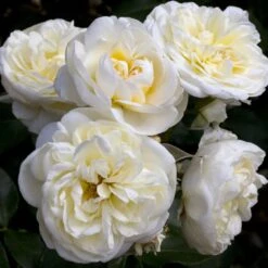 Nouvelles versions 1 Rosier Lady ROMANTICA ® Meiperette