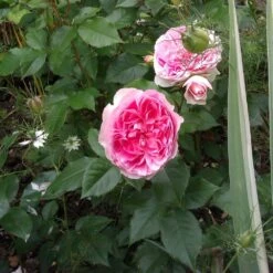 Rosier Sophia ROMANTICA ® Meisselpier -Jardin Entretien Magasin 1138 2940b rosier sophia romantica meisselpier t1000