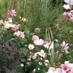 Rosier Sophia ROMANTICA ® Meisselpier -Jardin Entretien Magasin 1138 2940c rosier sophia romantica meisselpier t1000