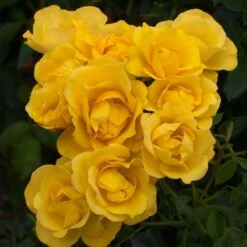 Rosier RAYON DE SOLEIL ® Meianycid -Jardin Entretien Magasin 1140 rosier rayon de soleil meianycid t1000