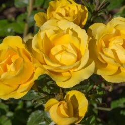 Nouvelles versions -Jardin Entretien Magasin 1140b rosier rayon de soleil meianycid t1000