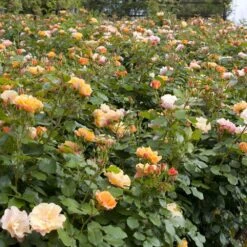 Rosier TEQUILA ® II Meipomolo -Jardin Entretien Magasin 1144a rosier tequila meipomolo t1000