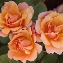 Rosier TEQUILA ® II Meipomolo -Jardin Entretien Magasin 1144c rosier tequila meipomolo t1000