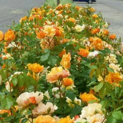 Rosier TEQUILA ® II Meipomolo -Jardin Entretien Magasin 1144d rosier tequila meipomolo t1000