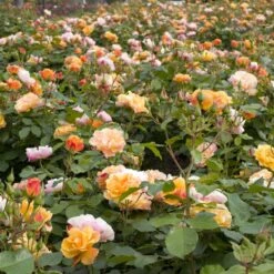 Collection Haie De Rosiers -Jardin Entretien Magasin 1144e rosier tequila meipomolo t1000 1