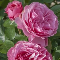 Rosier LEONARDO DA VINCI ® Meideauri -Jardin Entretien Magasin 1154 1933 2375 2794 3980a rosier leonardo da vinci meideauri mi t1000