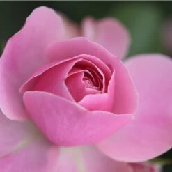 Rosier LEONARDO DA VINCI ® Meideauri -Jardin Entretien Magasin 1154 1933 2375 2794 3980d rosier leonardo da vinci meideauri mi t1000