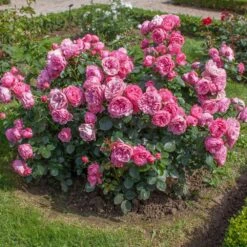 Rosier LEONARDO DA VINCI ® Meideauri -Jardin Entretien Magasin 1154 1933 2375 2794 3980e rosier leonardo da vinci meideauri mi t1000
