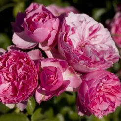 Rosier Demi-tige LEONARDO DA VINCI ® Meideauri -Jardin Entretien Magasin 1154 1933 2375 rosier leonardo da vinci meideauri mi t1000