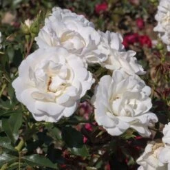 Nouvelles versions -Jardin Entretien Magasin 1171 9709b rosier carte blanche meibarum t1000