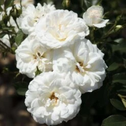 Nouvelles versions 11 Rosier CARTE BLANCHE ® Meibarum