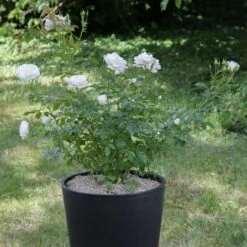 Rosier CARTE BLANCHE ® Meibarum -Jardin Entretien Magasin 1171 9709d rosier carte blanche meibarum t1000