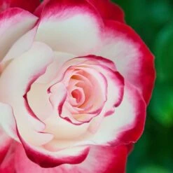 Rosier JUBILE DU PRINCE DE MONACO ® Meisponge -Jardin Entretien Magasin 1174 1940g rosier jubile du prince de monaco meisponge t1000