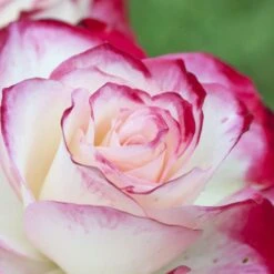 Rosier JUBILE DU PRINCE DE MONACO ® Meisponge -Jardin Entretien Magasin 1174 1940i rosier jubile du prince de monaco meisponge t1000