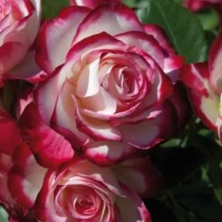 Rosier JUBILE DU PRINCE DE MONACO ® Meisponge -Jardin Entretien Magasin 1174 jubile du prince de monaco 3025 taille1000 mi