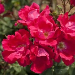 Rosier Demi-tige KNOCK OUT ® Radrazz