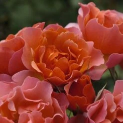 Rosier JEAN COCTEAU ® Meikokan -Jardin Entretien Magasin 1188b rosier jean cocteau meikokan t1000