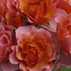 Rosier JEAN COCTEAU ® Meikokan -Jardin Entretien Magasin 1188c rosier jean cocteau meikokan t1000