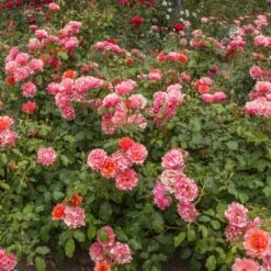 Rosier JEAN COCTEAU ® Meikokan -Jardin Entretien Magasin 1188d rosier jean cocteau meikokan t1000