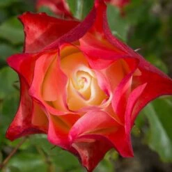 Rosier ORIGAMI ® Meimozahiq -Jardin Entretien Magasin 1189 2988g rosier origami meimozahiq t1000