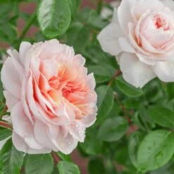 Rosier Grimpant SABRINA ® Meiptorius