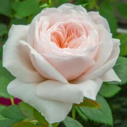 Rosier Grimpant SABRINA ® Meiptorius -Jardin Entretien Magasin 1200 1959a rosier grimpant sabrina meiptorius hd t1000