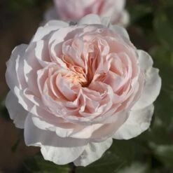 Rosier Grimpant SABRINA ® Meiptorius -Jardin Entretien Magasin 1200 1959c rosier grimpant sabrina meiptorius hd t1000