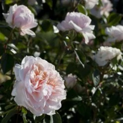 Rosier Grimpant SABRINA ® Meiptorius -Jardin Entretien Magasin 1200 1959d rosier grimpant sabrina meiptorius hd t1000