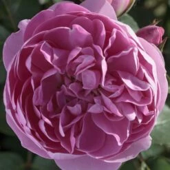 Rosier Grimpant ALLEGRO ® II Meileodevin 13 Rosier Grimpant ALLEGRO ® II Meileodevin -Jardin Entretien Magasin 1205 2973a rosier grimpant allegro ii meileodevin t1000