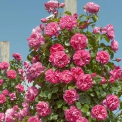 Rosier Grimpant ALLEGRO ® II Meileodevin 20 Rosier Grimpant ALLEGRO ® II Meileodevin -Jardin Entretien Magasin 1205 rosier gpt allegro meileodevin t1000