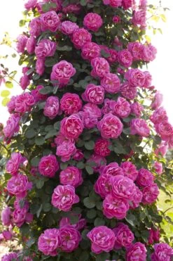 Rosier Grimpant ALLEGRO ® II Meileodevin 17 Rosier Grimpant ALLEGRO ® II Meileodevin -Jardin Entretien Magasin 1205b rosier gpt allegro meileodevin hd