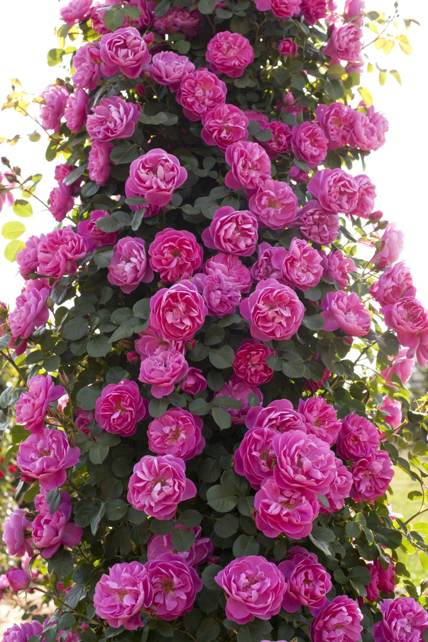 Rosier Grimpant ALLEGRO ® II Meileodevin 7 Rosier Grimpant ALLEGRO ® II Meileodevin – Image 7