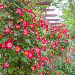 Rosier Grimpant COCKTAIL ® Meimick