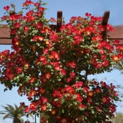 Rosier Grimpant COCKTAIL ® Meimick -Jardin Entretien Magasin 1212 rosier gpt cocktail meimick mm t1000