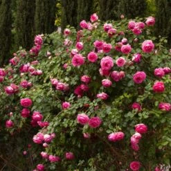 Rosier Grimpant Cyclamen PIERRE DE RONSARD ® Margaret Mae -Jardin Entretien Magasin 1215 1960b rosier gpt cyclamen pierre de ronsard margaret mae mm t1000