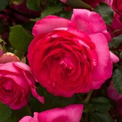 Rosier Grimpant Cyclamen PIERRE DE RONSARD ® Margaret Mae -Jardin Entretien Magasin 1215 1960d rosier gpt cyclamen pierre de ronsard margaret mae mm t1000