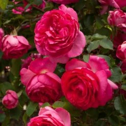 Rosier Grimpant Cyclamen PIERRE DE RONSARD ® Margaret Mae -Jardin Entretien Magasin 1215 1960e rosier gpt cyclamen pierre de ronsard margaret mae mm t1000