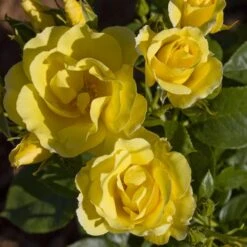 Rosier Grimpant HAPPINESS ® Meilaclost -Jardin Entretien Magasin 1218 1963 rosier grimpant happiness meilaclost mm t1000 1