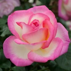 Rosier Grimpant PRINCESSE DE MONACO ® Meibergamu -Jardin Entretien Magasin 1219 2976b rosier grimpant princesse de monaco meibergamu mi t1000