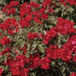 Rosier LA SEVILLANA ® Plus Meishitai