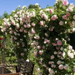 Rosier Grimpant PIERRE DE RONSARD ® Meiviolin 8 Rosier Grimpant PIERRE DE RONSARD ® Meiviolin -Jardin Entretien Magasin 1225 meiviolin 11 2092 t1000