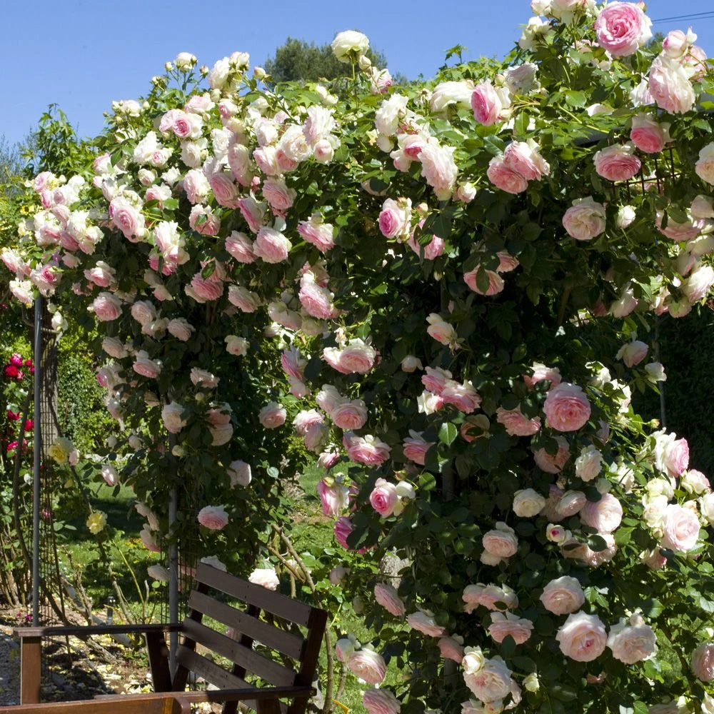 Rosier Grimpant PIERRE DE RONSARD ® Meiviolin 3 Rosier Grimpant PIERRE DE RONSARD ® Meiviolin – Image 3