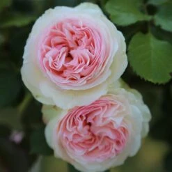 Rosier Grimpant PIERRE DE RONSARD ® Meiviolin 9 Rosier Grimpant PIERRE DE RONSARD ® Meiviolin -Jardin Entretien Magasin 1225 meiviolin pierre de ronsard 11 t1000