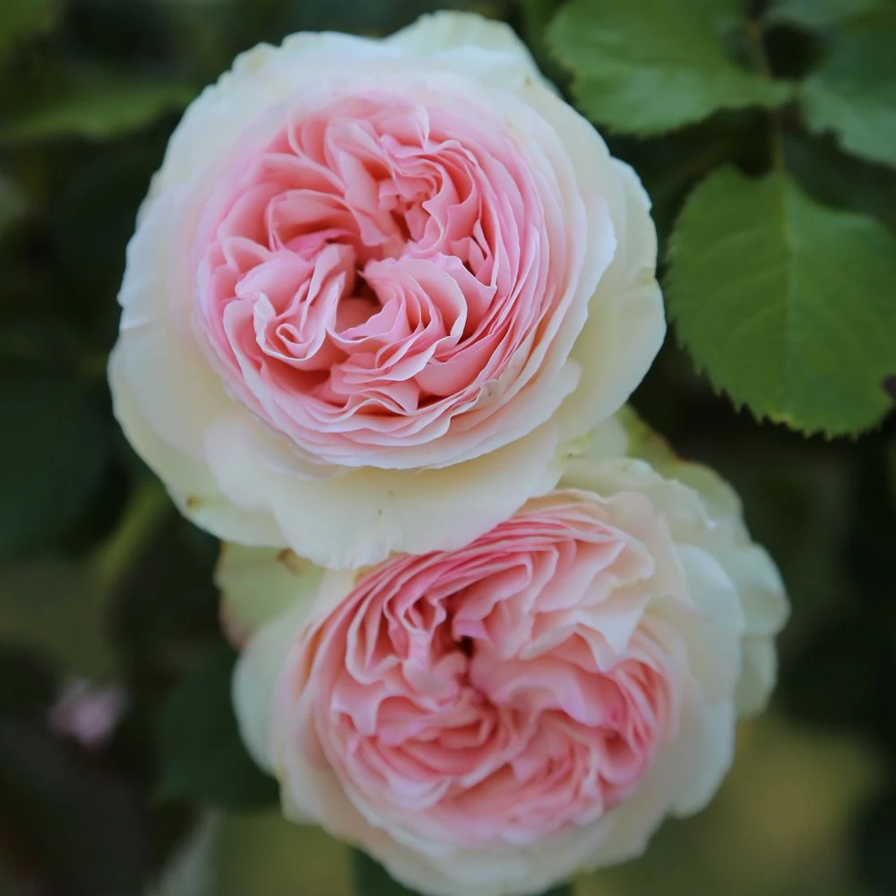 Rosier Grimpant PIERRE DE RONSARD ® Meiviolin 4 Rosier Grimpant PIERRE DE RONSARD ® Meiviolin – Image 4