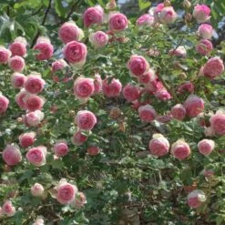 Rosier Grimpant PIERRE DE RONSARD ® Meiviolin 10 Rosier Grimpant PIERRE DE RONSARD ® Meiviolin -Jardin Entretien Magasin 1225 meiviolin pierre de ronsard 11 2087 hd t1000