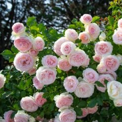 Nouvelles versions -Jardin Entretien Magasin 1225 pierre de ronsard 2021 00002 mi t1000