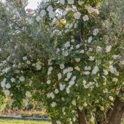 Jardin Entretien Magasin -Jardin Entretien Magasin 1232 2999b rosier gpt looping meibeljenb mm t1000